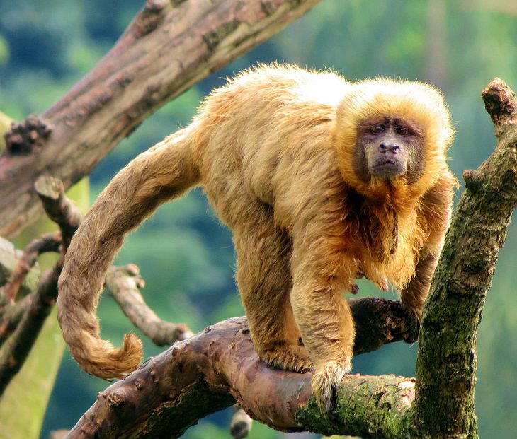 Different and unique species of primates and members of the monkey family you didn't know, Blond capuchin (Sapajus flavius)