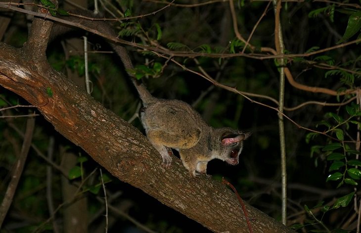 Different and unique species of primates and members of the monkey family you didn't know, Mohol Bushbaby (Galago moholi)