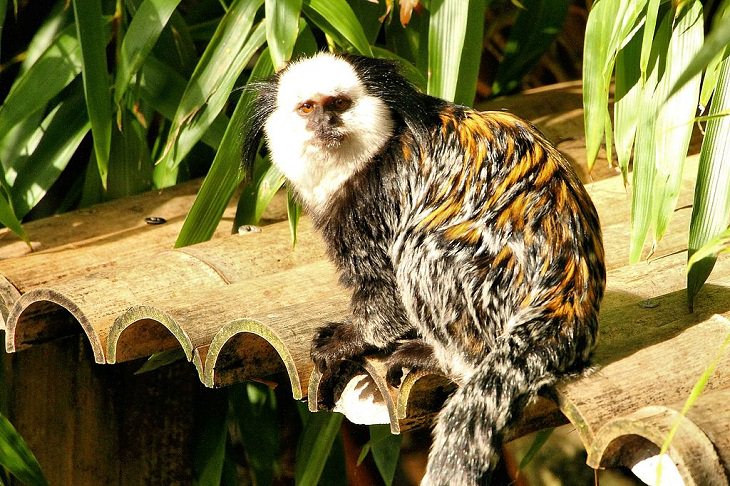 Different and unique species of primates and members of the monkey family you didn't know, White-headed or Geoffrey’s tufted-ear marmoset (Callithrix geoffroyi)