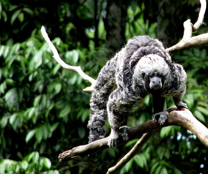 Different and unique species of primates and members of the monkey family you didn't know, Rio Tapajós saki (Pithecia irrorata)