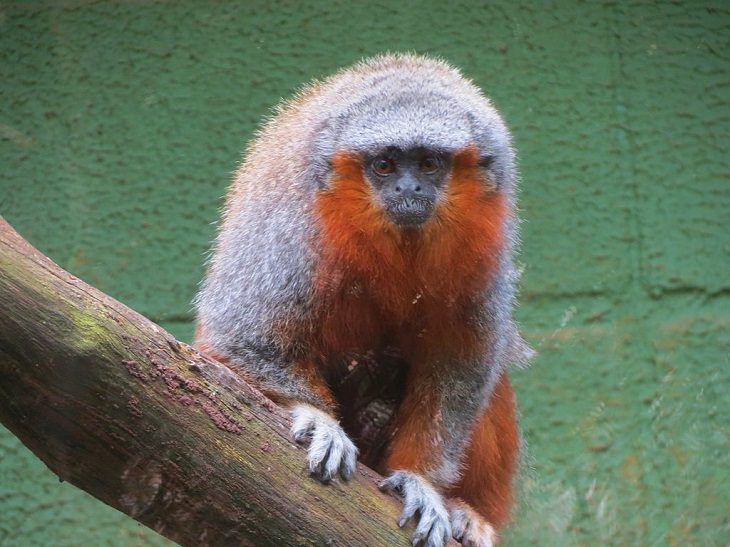 Different and unique species of primates and members of the monkey family you didn't know, Prince Bernhard's titi monkey (Plecturocebus bernhardi)