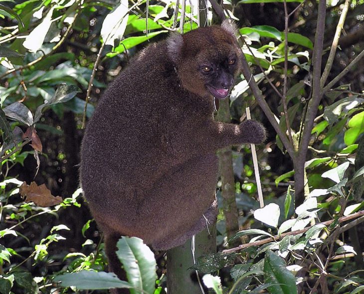 The rarest animals, in the world, with populations of individuals in the wild and in captivity under 2000, endangered and critically endangered, on the brink of extinction, Greater Bamboo Lemur