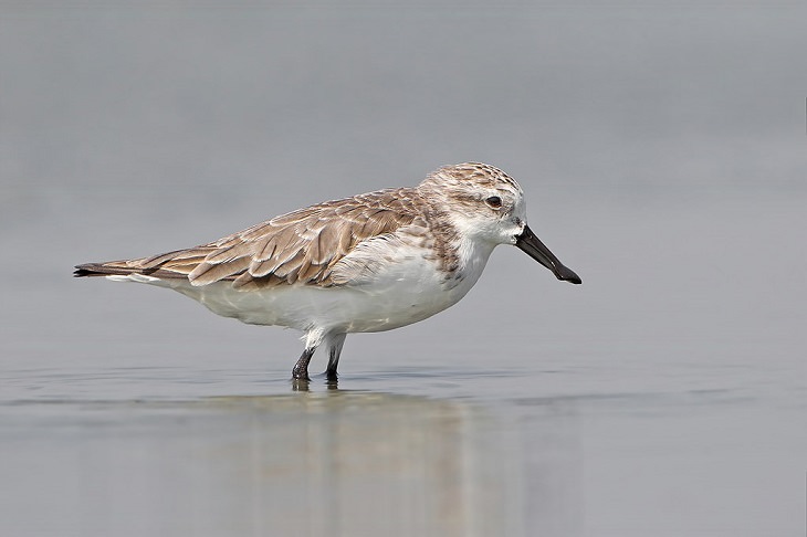 The rarest animals, in the world, with populations of individuals in the wild and in captivity under 2000, endangered and critically endangered, on the brink of extinction, Spoon-Billed Sandpiper