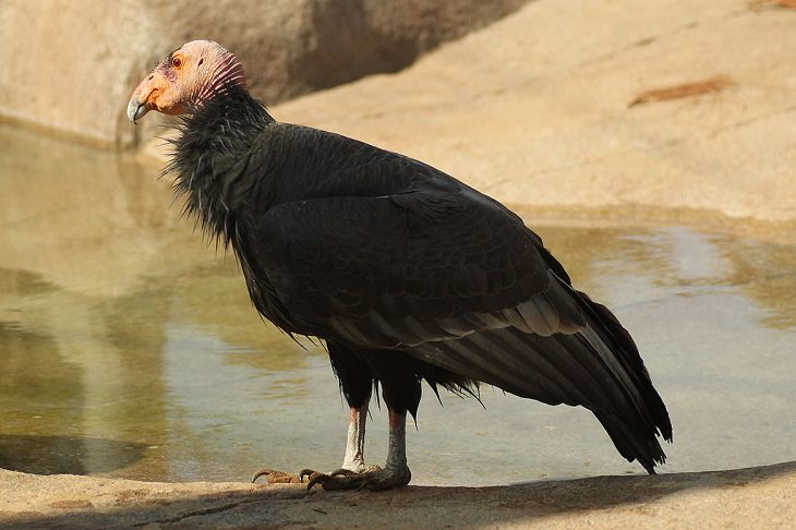 The rarest animals, in the world, with populations of individuals in the wild and in captivity under 2000, endangered and critically endangered, on the brink of extinction, California Condor