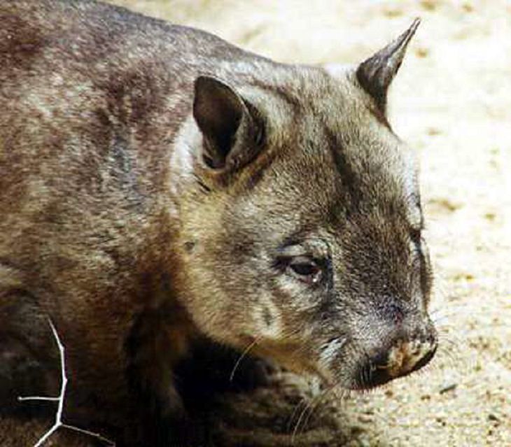 The rarest animals, in the world, with populations of individuals in the wild and in captivity under 2000, endangered and critically endangered, on the brink of extinction, Northern hairy nosed wombat