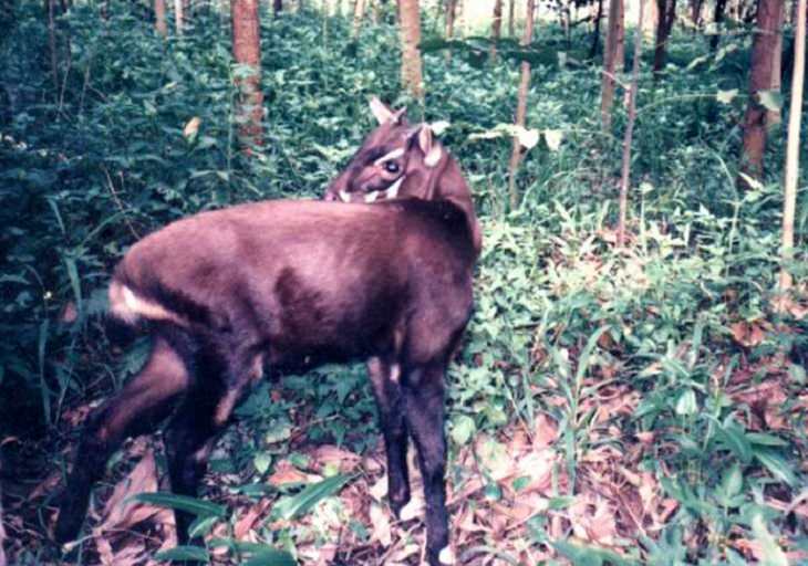 The rarest animals, in the world, with populations of individuals in the wild and in captivity under 2000, endangered and critically endangered, on the brink of extinction, Saola, antelope, vu quang