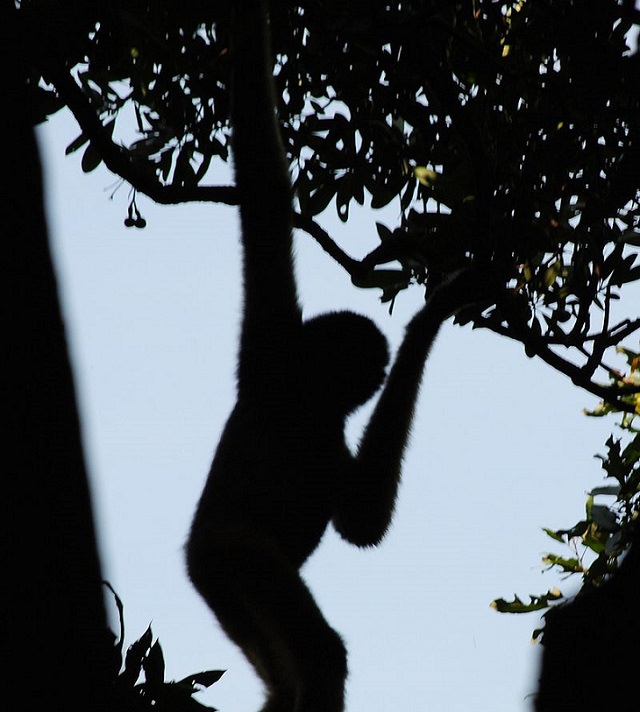 The rarest animals, in the world, with populations of individuals in the wild and in captivity under 2000, endangered and critically endangered, on the brink of extinction, Hainan Gibbon