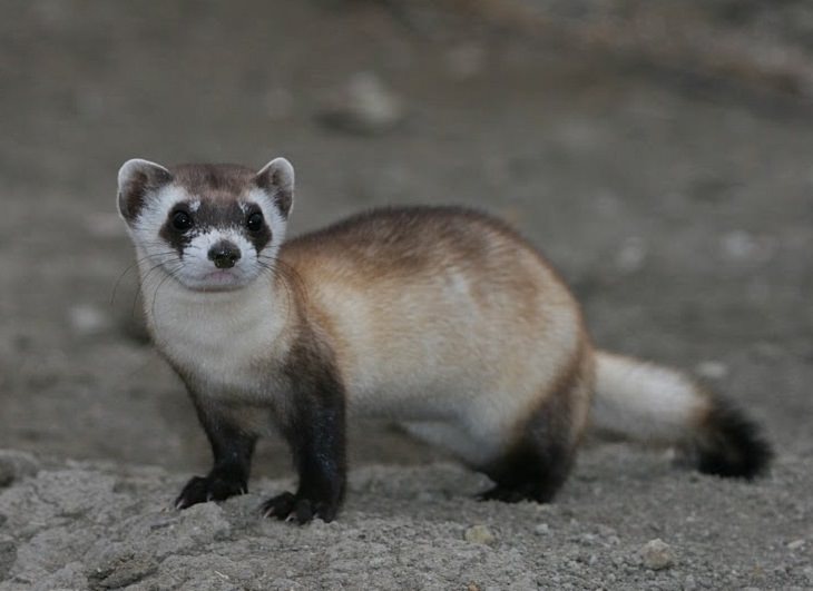 The rarest animals, in the world, with populations of individuals in the wild and in captivity under 2000, endangered and critically endangered, on the brink of extinction, black footed ferret