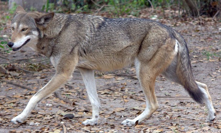 The rarest animals, in the world, with populations of individuals in the wild and in captivity under 2000, endangered and critically endangered, on the brink of extinction, Red Wolf