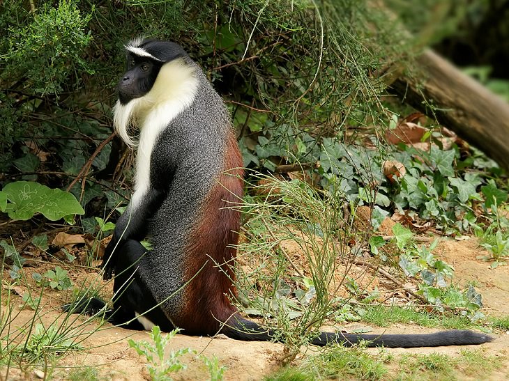 The rarest animals, in the world, with populations of individuals in the wild and in captivity under 2000, endangered and critically endangered, on the brink of extinction, Roloway Monkey