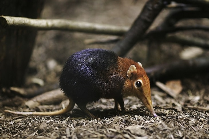 The rarest animals, in the world, with populations of individuals in the wild and in captivity under 2000, endangered and critically endangered, on the brink of extinction, Boni Giant Sengi, formerly known as the elephant shrew
