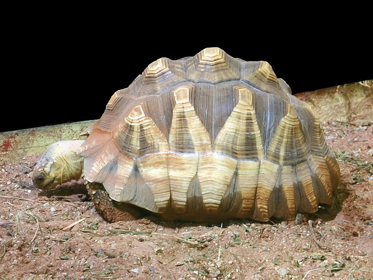 The rarest animals, in the world, with populations of individuals in the wild and in captivity under 2000, endangered and critically endangered, on the brink of extinction, ploughshare tortoise