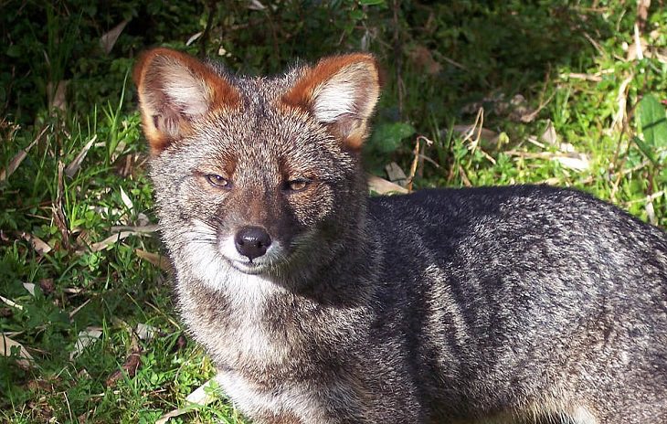 The rarest animals, in the world, with populations of individuals in the wild and in captivity under 2000, endangered and critically endangered, on the brink of extinction, Darwin’s Fox