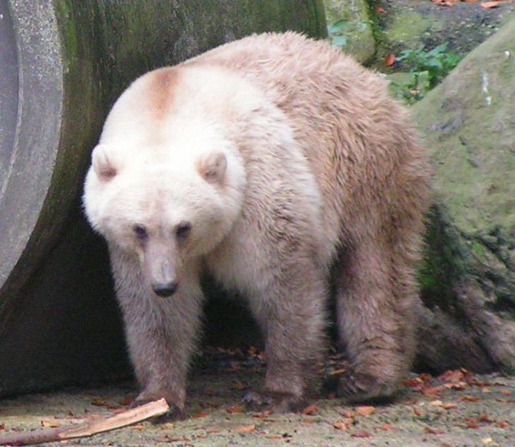 Interesting and fascinating animal cross breeds and hybrid offspring, Grolar bear, a grizzly-polar bear hybrid
