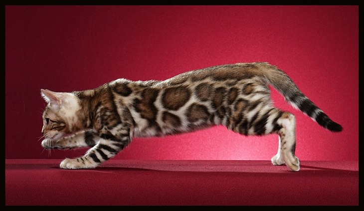 Interesting and fascinating animal cross breeds and hybrid offspring, Bengal cat, a cross between the Asian Leopard Cat and the domesticated breed Asian leopard cat