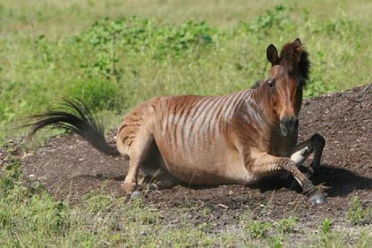 Interesting and fascinating animal cross breeds and hybrid offspring, Zorse, a zebra-horse hybrid