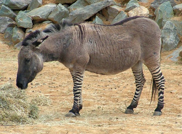 Interesting and fascinating animal cross breeds and hybrid offspring, Donkra or Zebra Hinny, a zebra-donkey hybrid