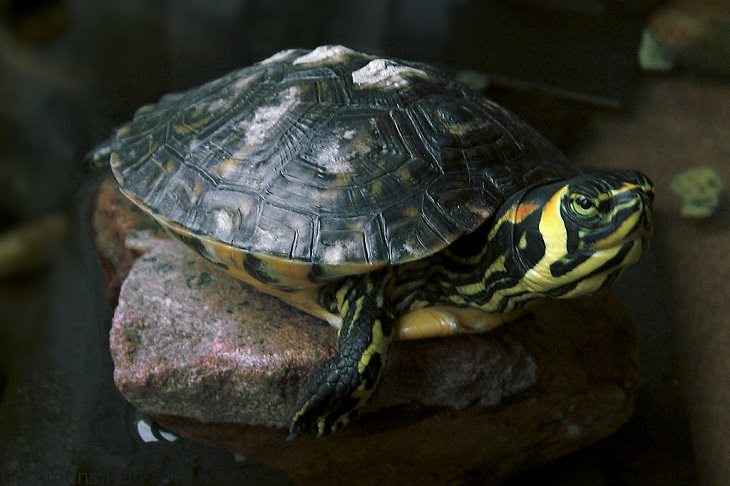 Interesting and fascinating animal cross breeds and hybrid offspring, Red-eared yellow-bellied slider turtle, a cross between a Red-eared slider turtle and a yellow-bellied slider turtle