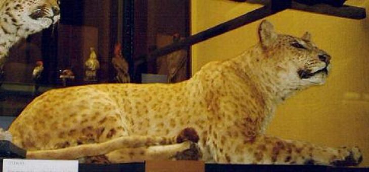Interesting and fascinating animal cross breeds and hybrid offspring, Jaglion, a cross between a male jaguar and a lioness