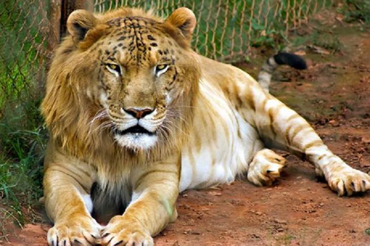 Interesting and fascinating animal cross breeds and hybrid offspring, Tigon, a cross between a male tiger and a lioness