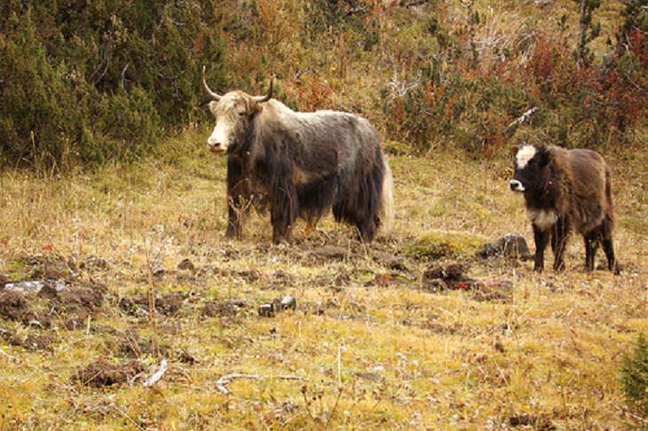 Interesting and fascinating animal cross breeds and hybrid offspring, Dzo, a hybrid between a yak and domestic cattle