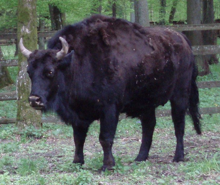 Interesting and fascinating animal cross breeds and hybrid offspring, Zubron, a cross between a wisent (European bison) and domestic cow