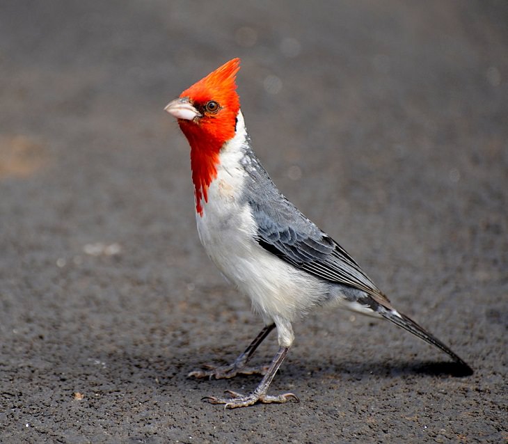 Interesting and fascinating animal cross breeds and hybrid offspring, Red-crested Cardinal, a hybrid of the northern cardinal, shiny cowbird and chestnut-capped blackbird