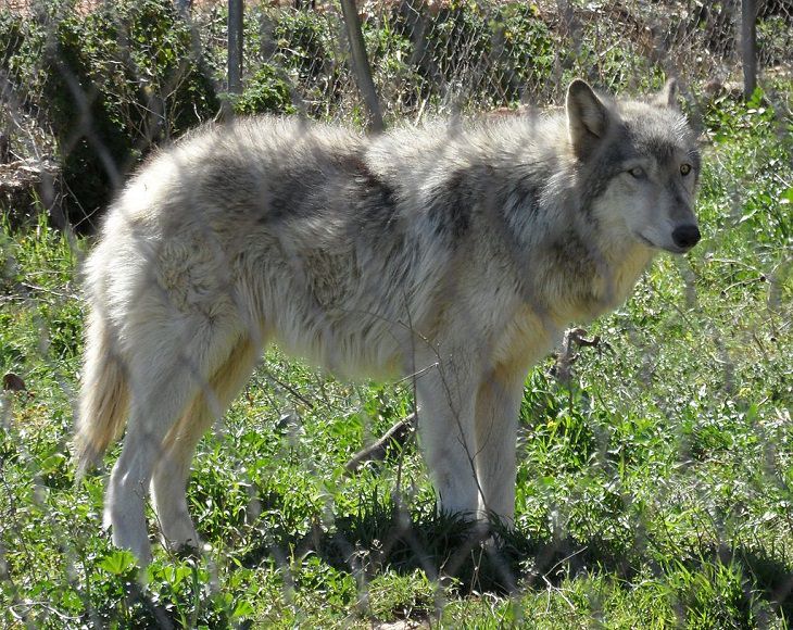 Interesting and fascinating animal cross breeds and hybrid offspring, Wolfdog, a hybrid between a gray wolf and a domestic dog