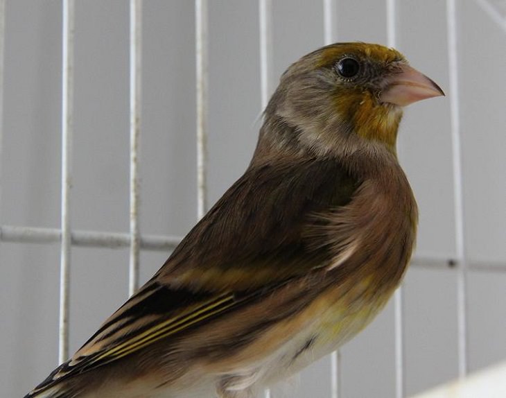 Interesting and fascinating animal cross breeds and hybrid offspring, A canary-finch, a hybrid of a domestic canary and a goldfinch