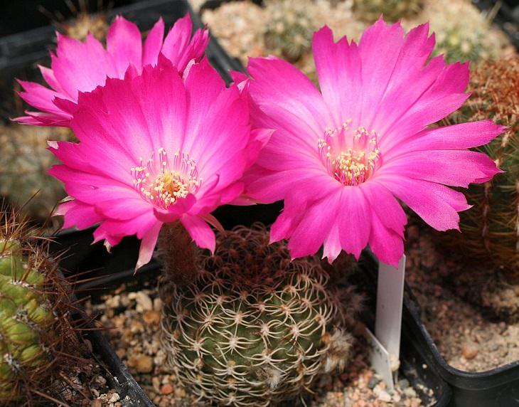 Species and types of succulent cactus that have beautiful colored flowers and unique appearance great for every house or garden, Carmine Cob (Echinopsis backebergii)