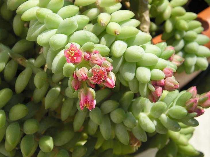 Species and types of succulent cactus that have beautiful colored flowers and unique appearance great for every house or garden, Burro’s Tail cactus (Sedum morganianum), donkey’s tail cactus
