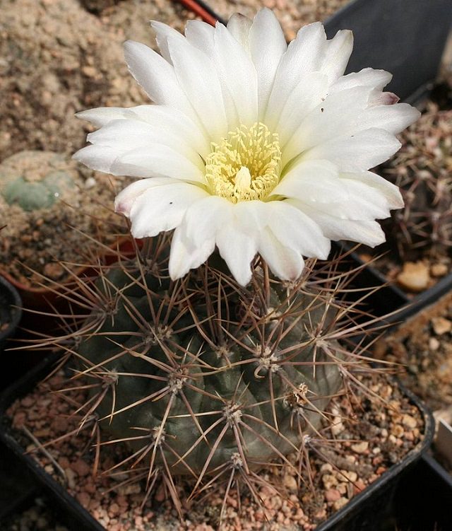 Species and types of succulent cactus that have beautiful colored flowers and unique appearance great for every house or garden, Dwarf Chin (Gymnocalycium gibbosum)