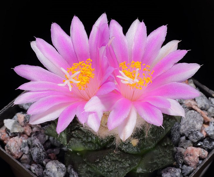Species and types of succulent cactus that have beautiful colored flowers and unique appearance great for every house or garden, Living rock cactus (Ariocarpus fissuratus), false peyote, chautle,[2] dry whiskey and star cactus