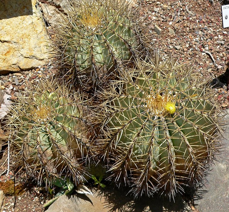 Species and types of succulent cactus that have beautiful colored flowers and unique appearance great for every house or garden, Blue Barrel (Ferocactus glaucescens)