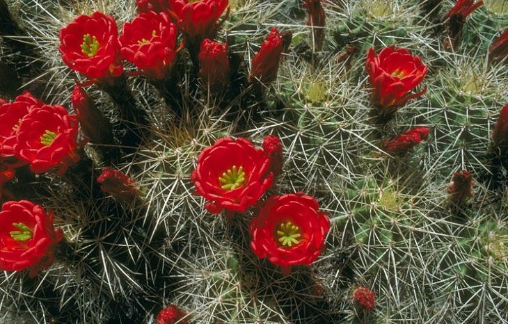 Species and types of succulent cactus that have beautiful colored flowers and unique appearance great for every house or garden, Claretcup Hedgehog cactus (Echinocereus triglochidiatus), the kingcup cactus and the Mojave mound cactus