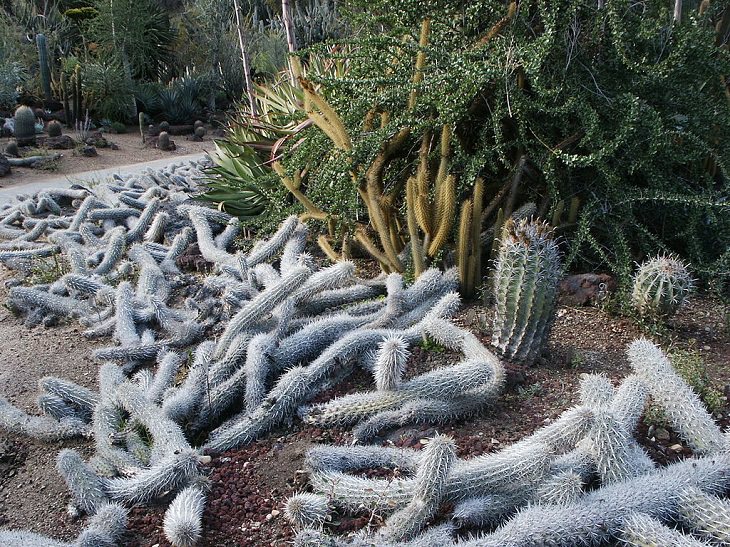 Species and types of succulent cactus that have beautiful colored flowers and unique appearance great for every house or garden, Creeping Devil (Stenocereus eruca)