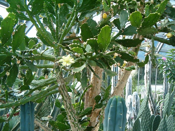 Species and types of succulent cactus that have beautiful colored flowers and unique appearance great for every house or garden, Brazilian Pricklypear (Brasiliopuntia brasiliensis)