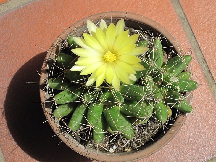 Species and types of succulent cactus that have beautiful colored flowers and unique appearance great for every house or garden, Bird’s Nest Cactus (Mammillaria longimamma), nipple cactus