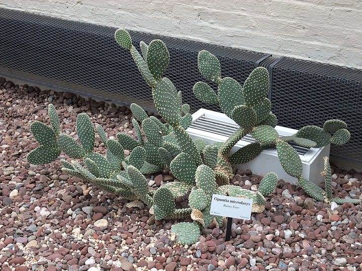 Species and types of succulent cactus that have beautiful colored flowers and unique appearance great for every house or garden, Bunny Ears Cactus (Opuntia microdasys), angel-wings cactus and polka dot cactus