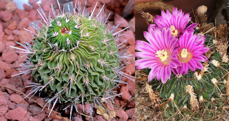 Species and types of succulent cactus that have beautiful colored flowers and unique appearance great for every house or garden, Brain Cactus (Stenocactus multicostatus)
