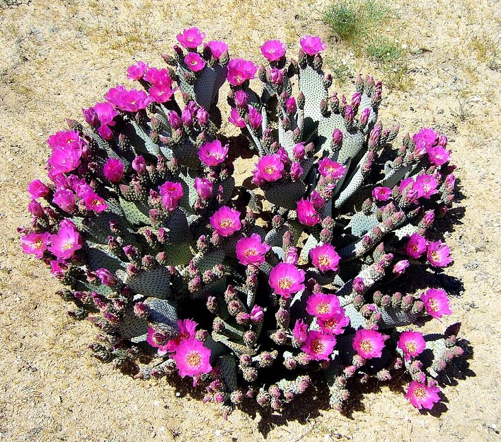 Species and types of succulent cactus that have beautiful colored flowers and unique appearance great for every house or garden, Beavertail Pricklypear (Opuntia basilaris)