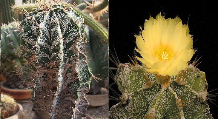 Species and types of succulent cactus that have beautiful colored flowers and unique appearance great for every house or garden, Monk’s Hood Cactus (Astophytum myriostigma)