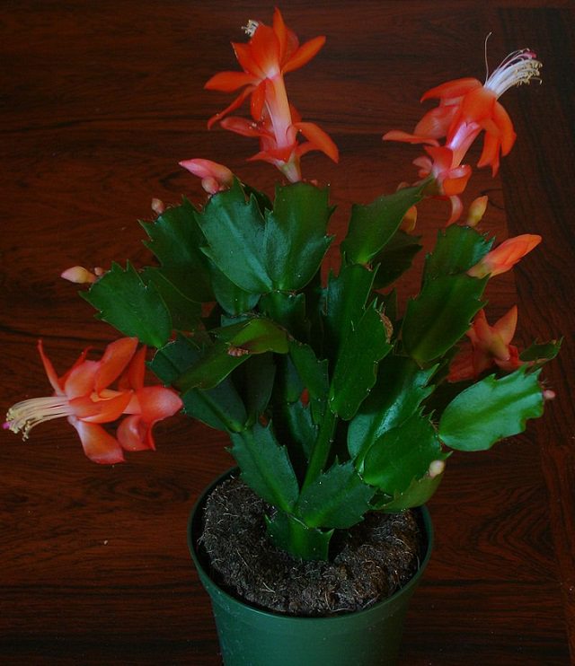 Species and types of succulent cactus that have beautiful colored flowers and unique appearance great for every house or garden, The Holiday Cactus (Schlumbergera truncata), linkleaf cactus, thanksgiving cactus, christmas cactus