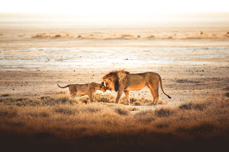 Family Moment, Etosha Park, Namibia
