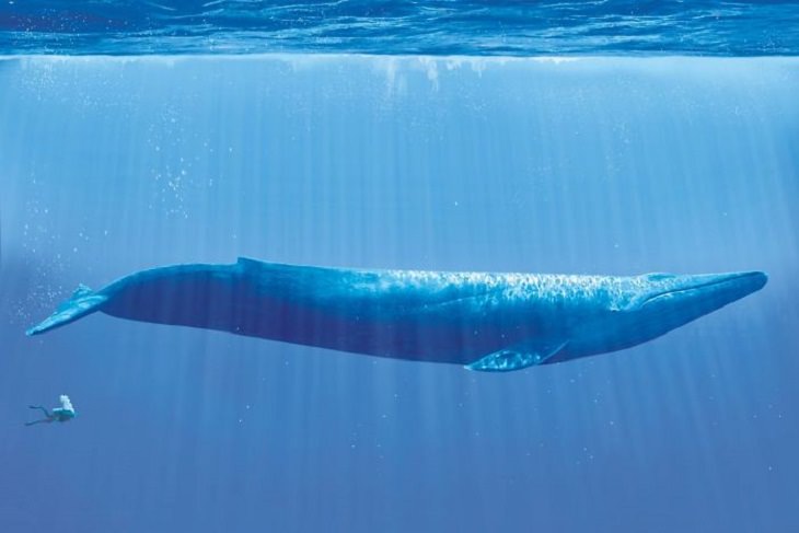 Photographs that show comparisons of things and occurrences in nature, A blue whale with a person closely behind it