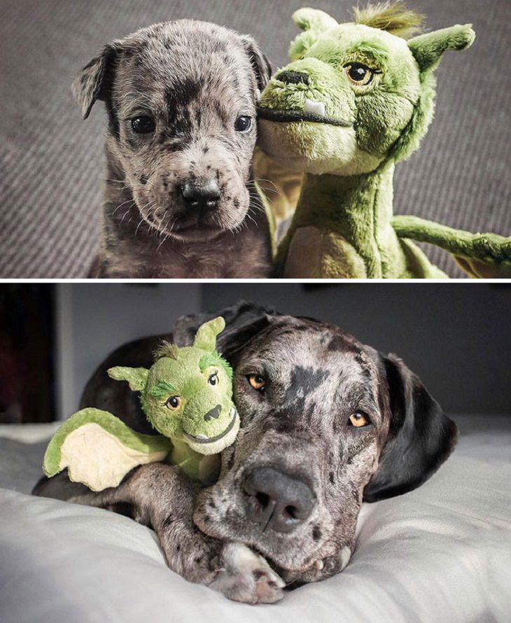 Photographs that show comparisons of things and occurrences in nature, How quickly they grow. A great dane with his favorite toy at 4 weeks old versus nearly 96 weeks (2 years) old