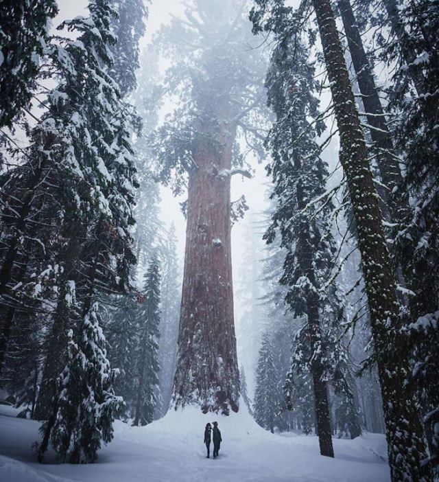 Photographs that show comparisons of things and occurrences in nature, Humans next to massive Sequoia trees in the winter