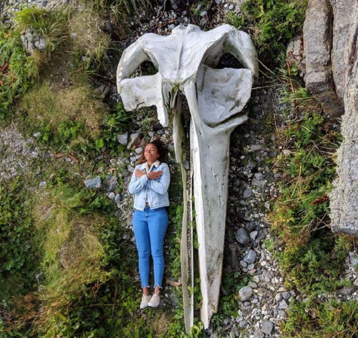 Photographs that show comparisons of things and occurrences in nature, The skull of a whale next to a person