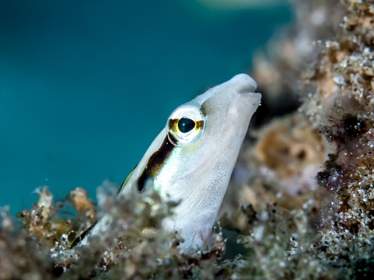 False Cleanerfish Biological Mimicry