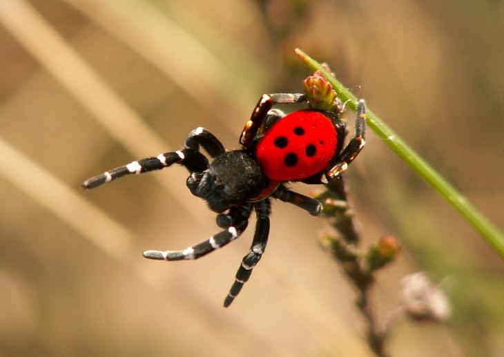 Ladybird Spiders Biological Mimicry